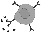 B Cell Icon